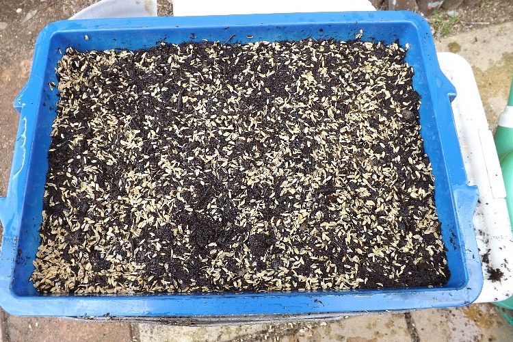 サトイモの芽出しと植付け 毎日が日曜 晴耕雨読な日々