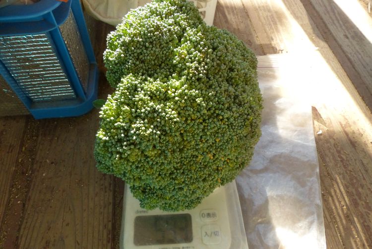 ブロッコリーの収穫 毎日が日曜 晴耕雨読な日々