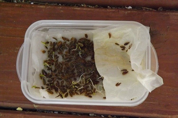 ニンジンの播種から発芽まで 毎日が日曜 晴耕雨読な日々