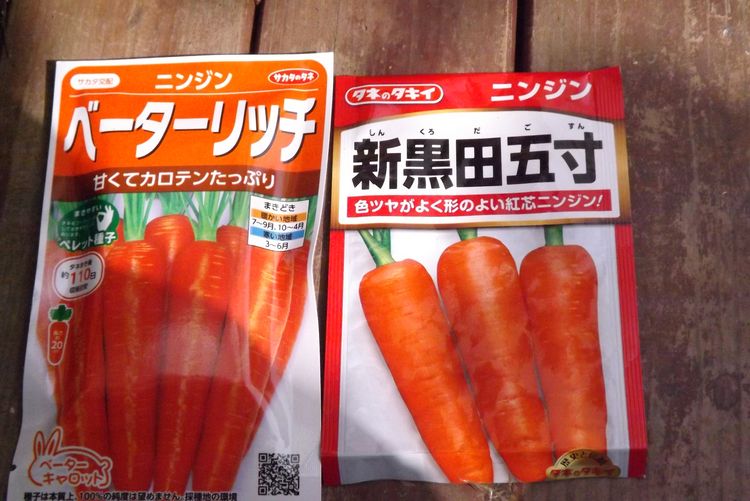 ニンジンの育苗？ : 毎日が日曜 晴耕雨読な日々