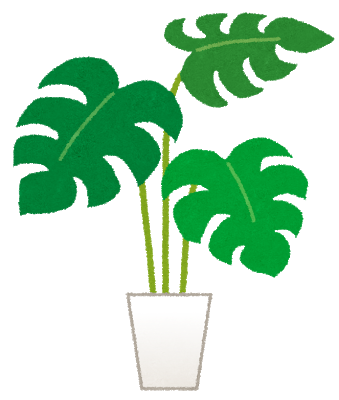 plant_monstera