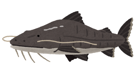 fish_piraiba (1)