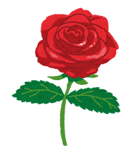 rose_red