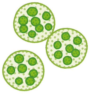 plant_volvox (1)