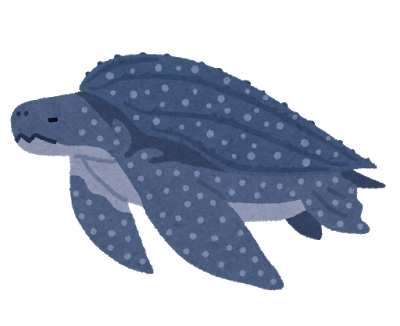 衝撃 カメとかいう生物の 断面図 ヤバすぎて草ｗｗｗｗｗｗｗｗｗｗ ずっと日曜日のターン