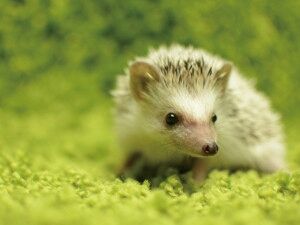 人気バンドボーカルが投稿したハリネズミ動画が虐待だ と炎上 謝罪するも エブリディ速報