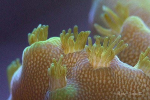 coral-polyp-reefs