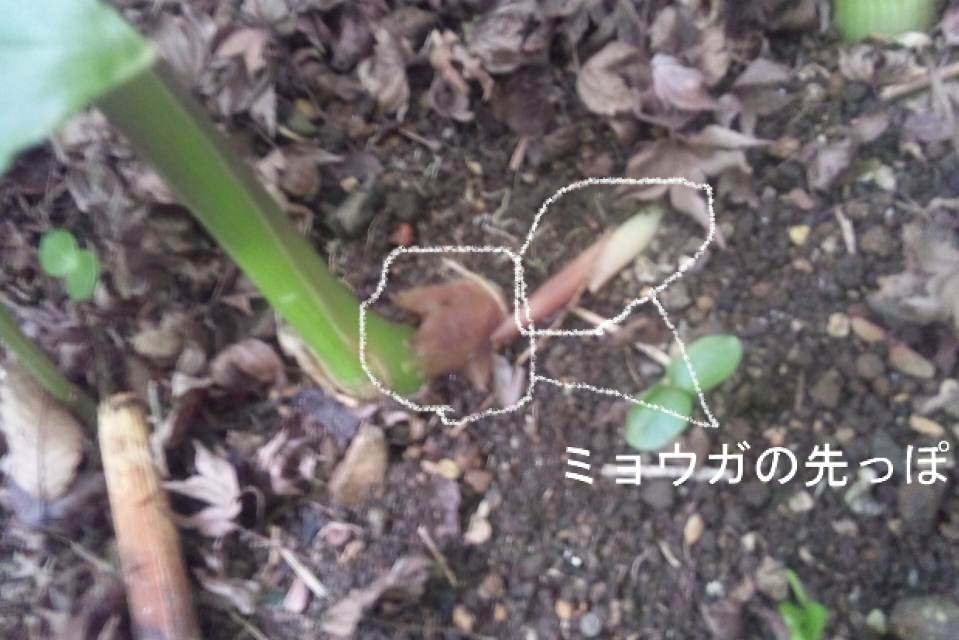 実家の庭でミョウガを収穫する 女51 ライダーになりたい 実家の庭でミョウガを収穫する 女51 ライダーになりたい