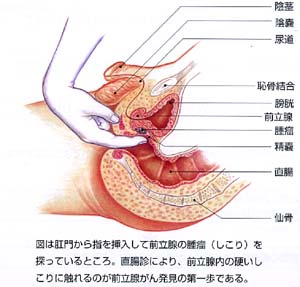 恥骨英文 恥骨英文