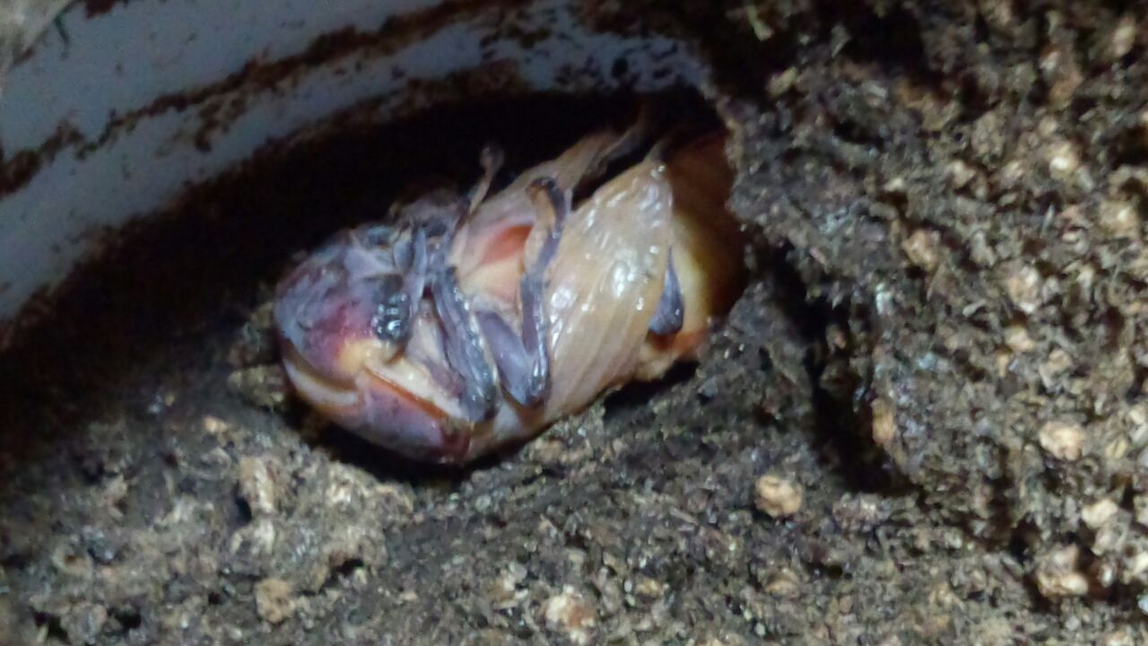 蛹から成虫へ 羽化を観察しました ド 素人のオオクワガタ爆産計画 蛹から成虫へ 羽化を観察しました ド 素人のオオクワガタ爆産計画