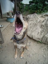 Dog03
