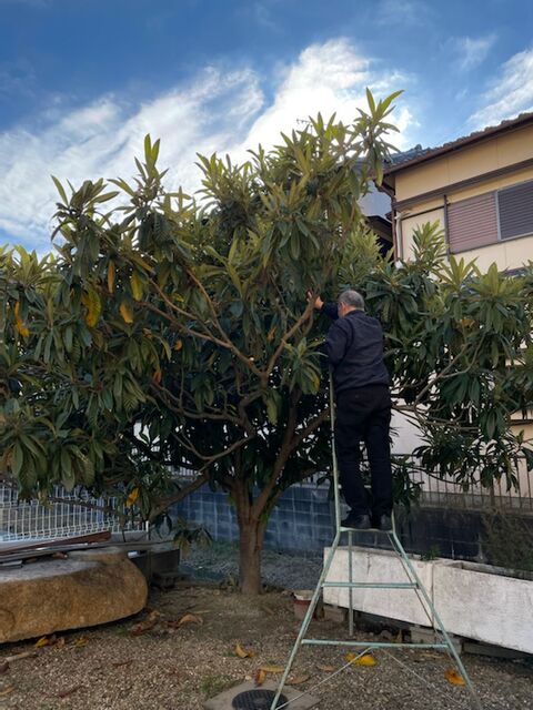 Ts エボリューション ブログ びわの木 剪定