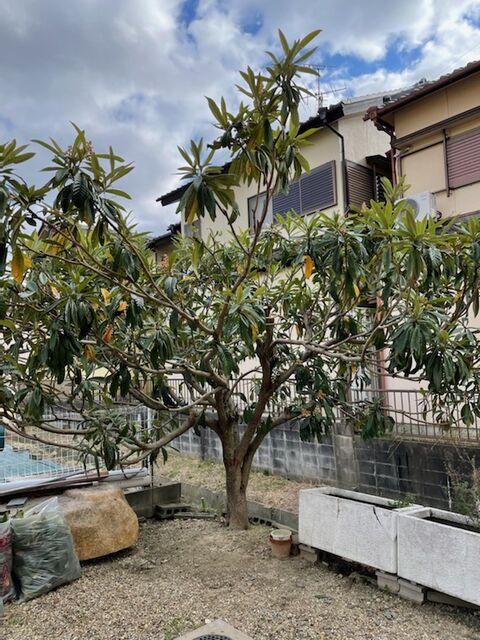 Ts エボリューション ブログ びわの木 剪定