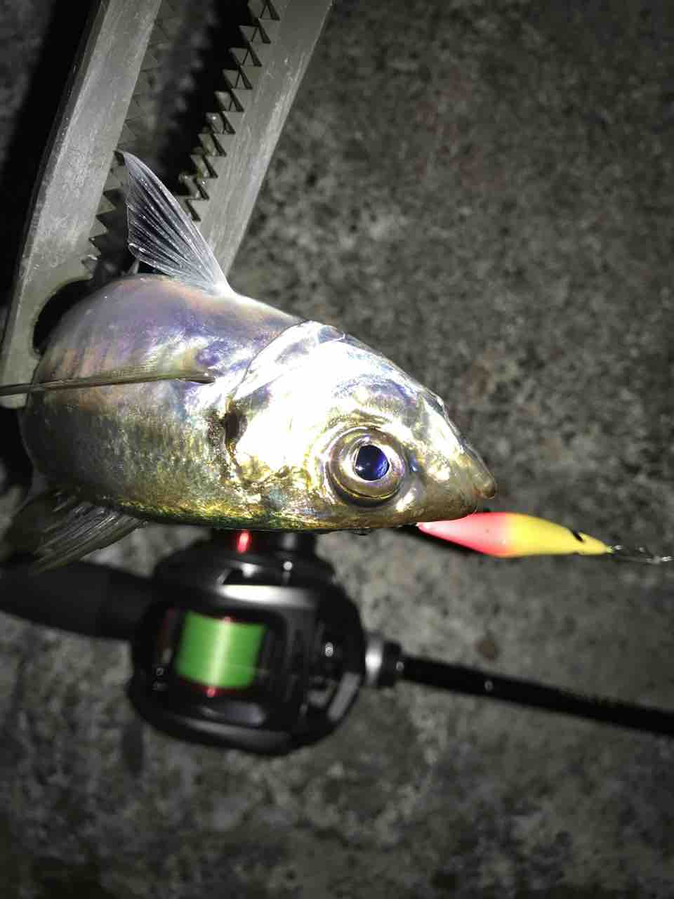 ミニマルでアジングになってしまったメバリング ほぼ週刊 Fisherman S Supl Ex ミニマルでアジングになってしまったメバリング ほぼ週刊 Fisherman S Supl Ex