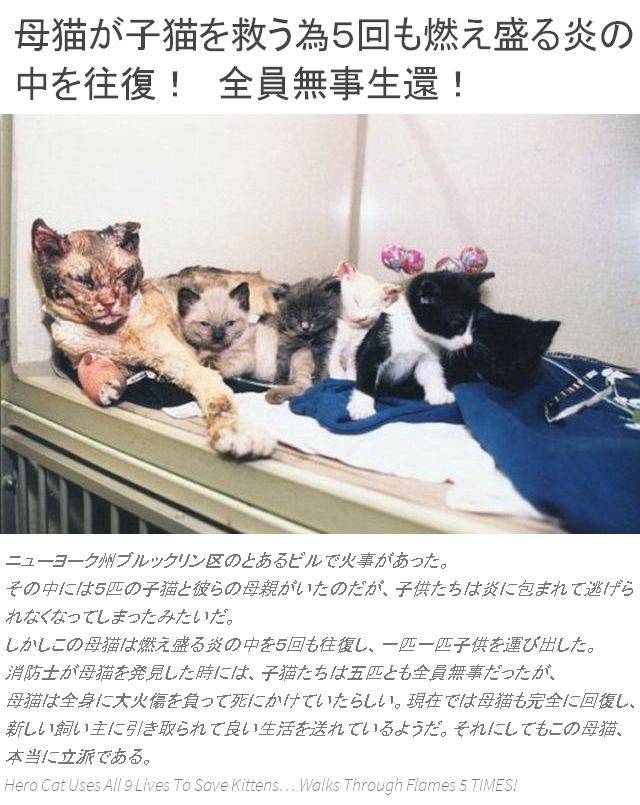 hahanoai