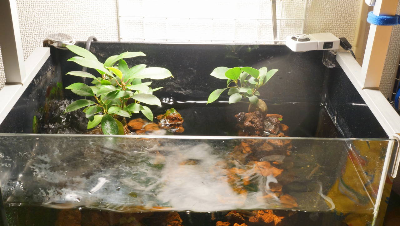 ガジュマル1号到着 そして オレンジキャットの育成日記