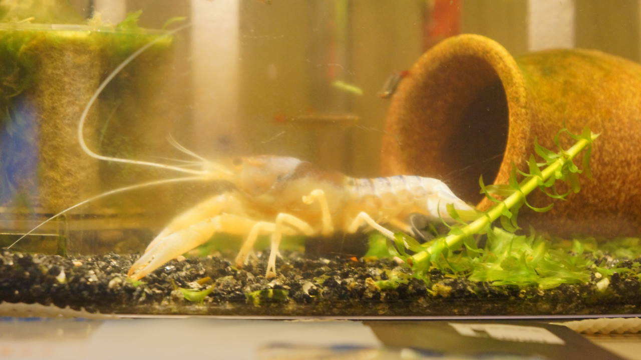 ザリガニ オレンジキャットの育成日記