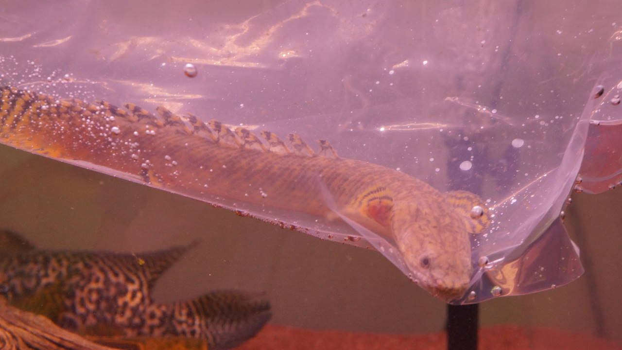 15年07月 オレンジキャットの育成日記