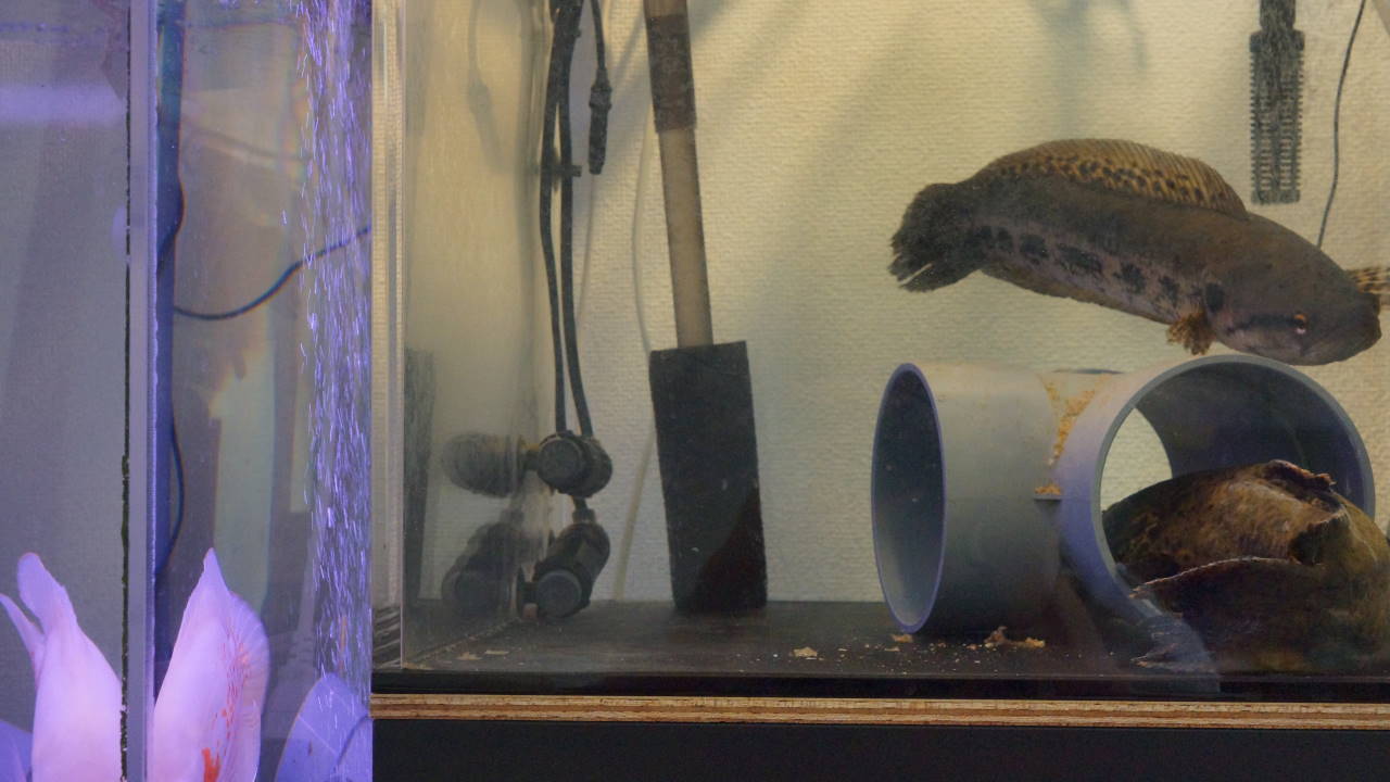 熱帯魚 オレンジキャットの育成日記 熱帯魚 オレンジキャットの育成日記