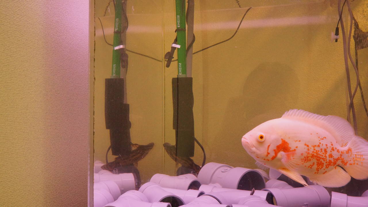 熱帯魚 オレンジキャットの育成日記 熱帯魚 オレンジキャットの育成日記