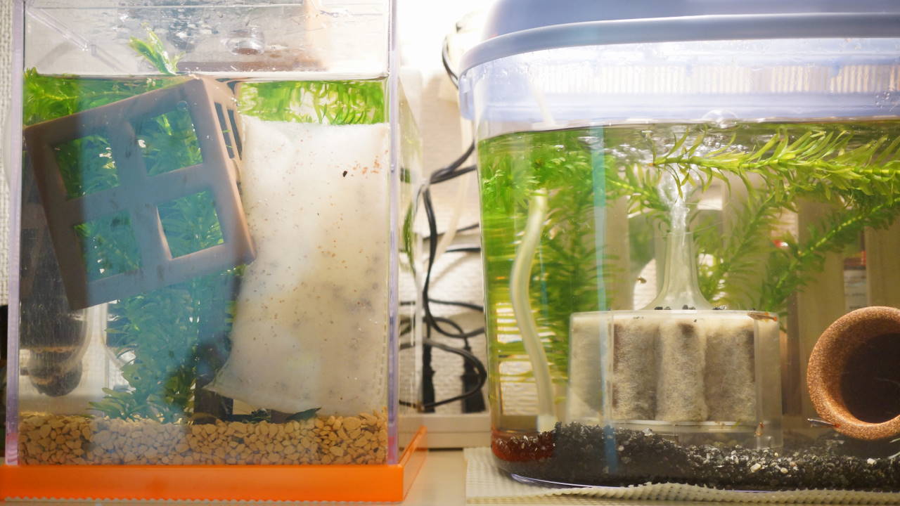 ザリガニ オレンジキャットの育成日記