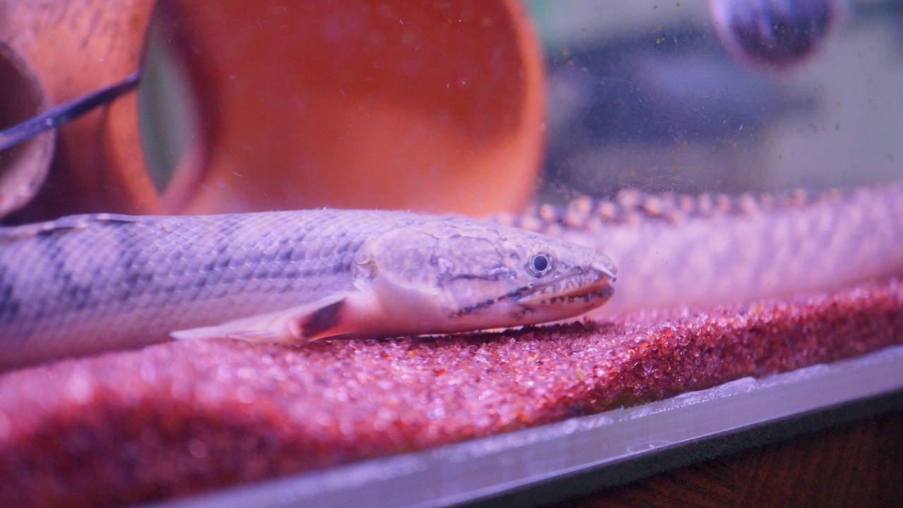 15年07月 オレンジキャットの育成日記