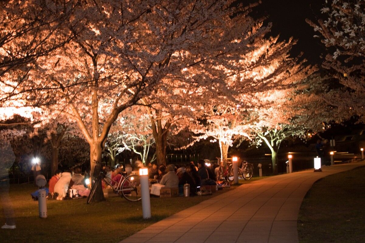 白山公園 夜桜
