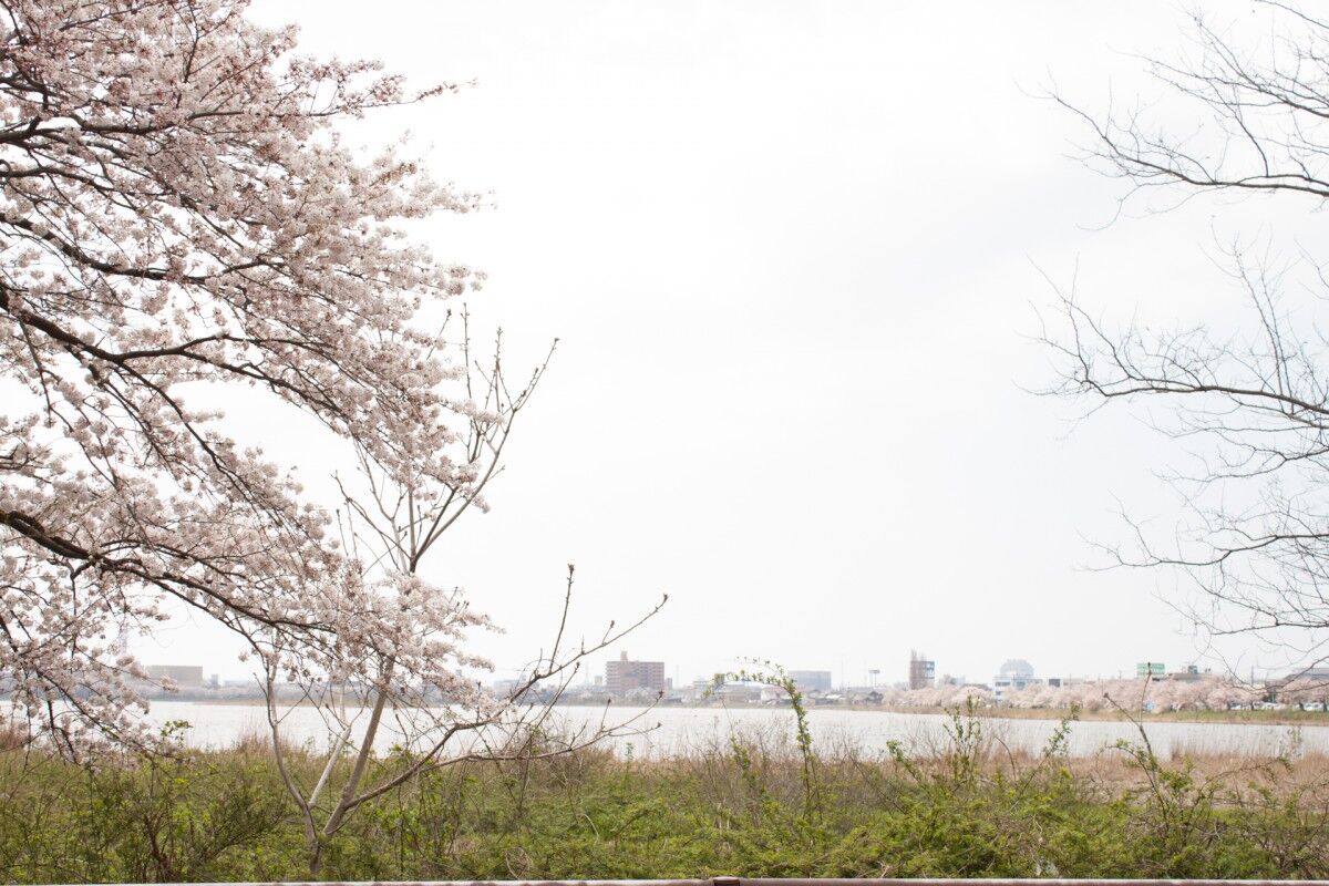 鳥屋野潟 桜
