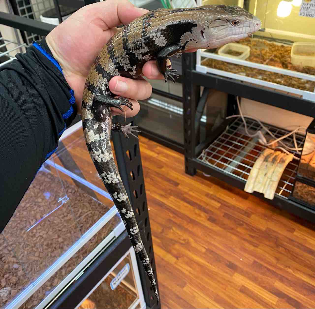 小動物も 広島の爬虫類ショップog気まぐれblog