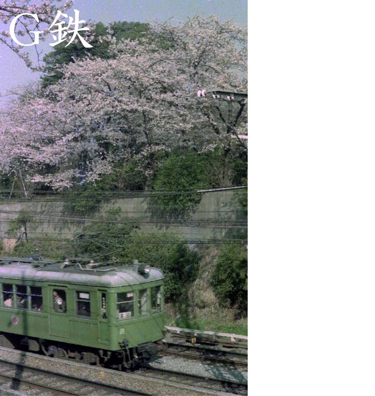花咲く線路端 桜 東急電鉄 大岡山 1976年4月 G鉄グラフィティ