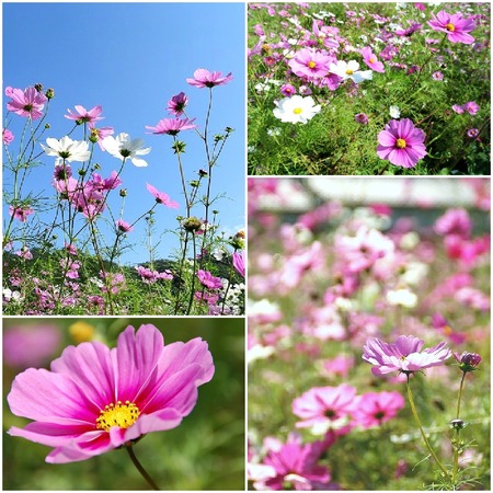 cosmos