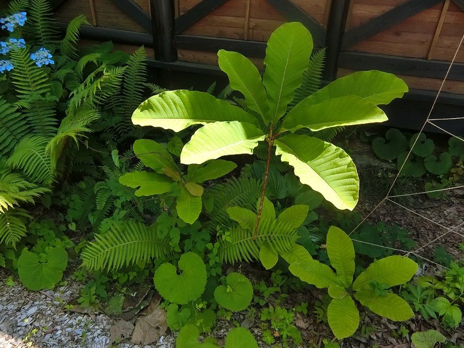 CIMG0601