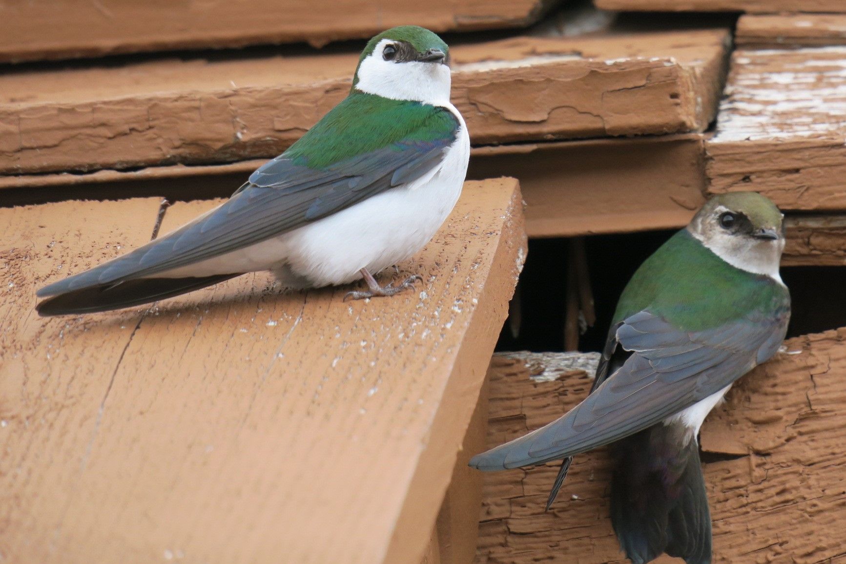 5 08コロンビア大氷原ツアー Explorer Canada Holidays Blog 5 08コロンビア大氷原ツアー Explorer Canada Holidays Blog