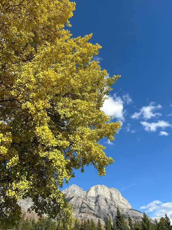 20241015_021342584_iOS