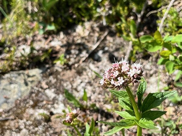 20240706_174516463_iOS