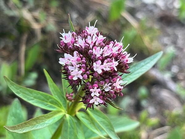 20240709_175153724_iOS