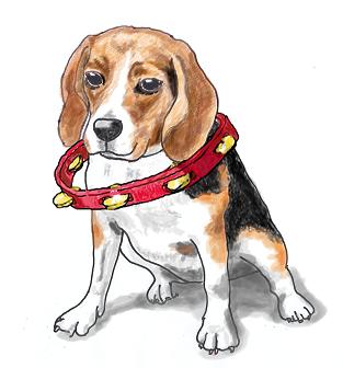 Tambourine Dog