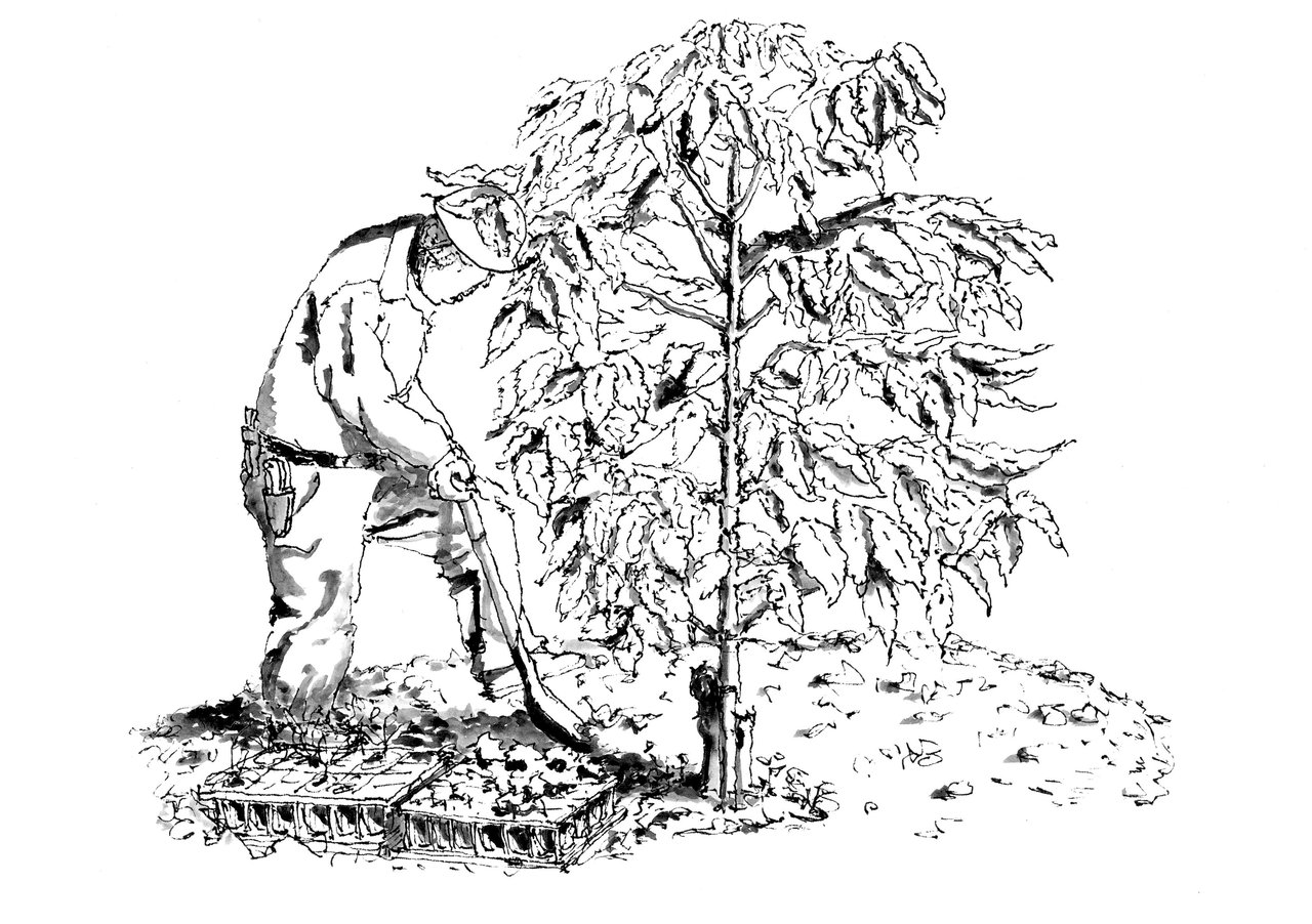 花壇_苗植えこみ準備