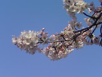 桜の枝