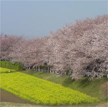 尾根道 菜の花畑