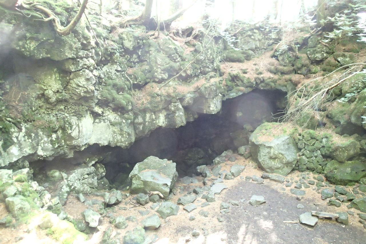 青木ヶ原 大室山 精進湖登山道 富士風穴 ブナ広場 本栖風穴 石塚火口 大室山 7月15日 日 晴れ 山梨 山の会