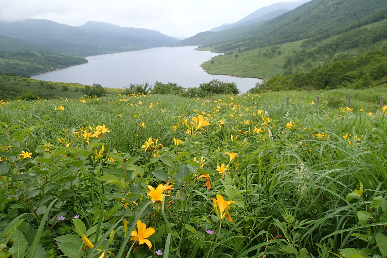 野反湖 エビ山 1744ｍ 三壁山 1930ｍ カモシカ平 7月25 26日 曇りのち雨 曇り 山梨 山の会