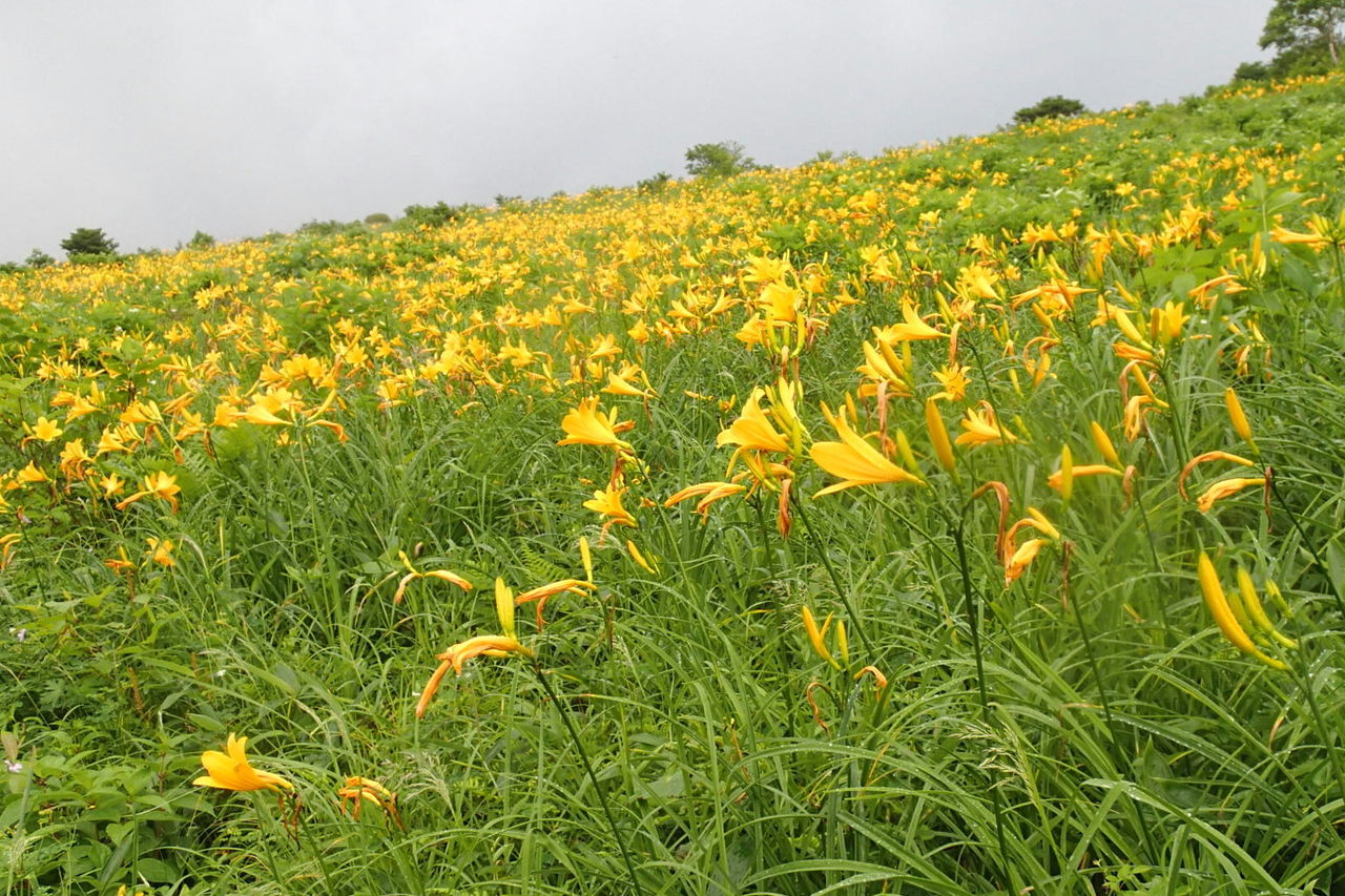 野反湖 エビ山 1744ｍ 三壁山 1930ｍ カモシカ平 7月25 26日 曇りのち雨 曇り 山梨 山の会