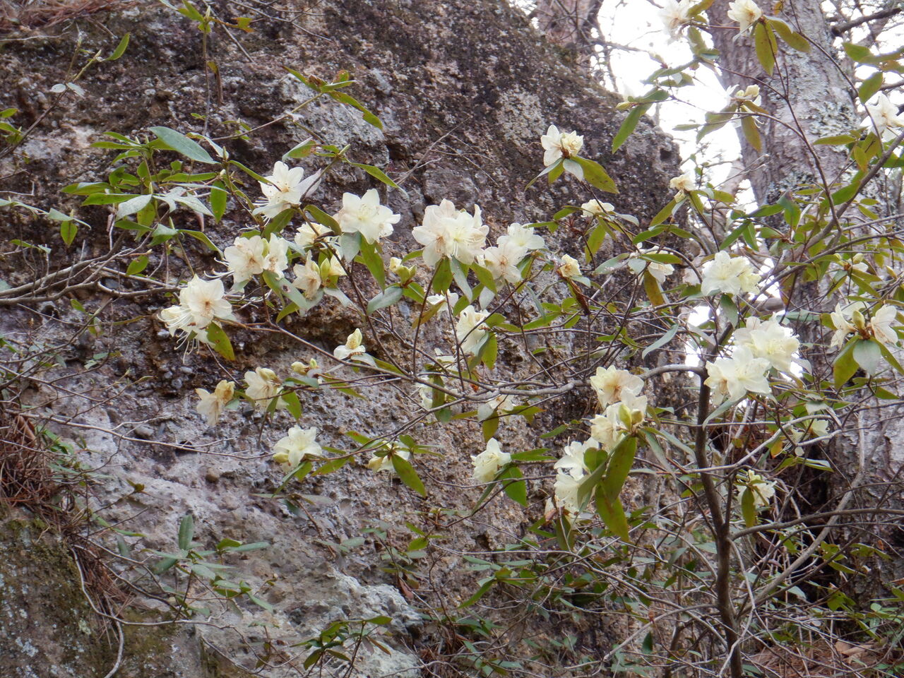 安曇野 京ヶ倉 990ｍ 大城山 919ｍ ４月16日 日 山梨 山の会