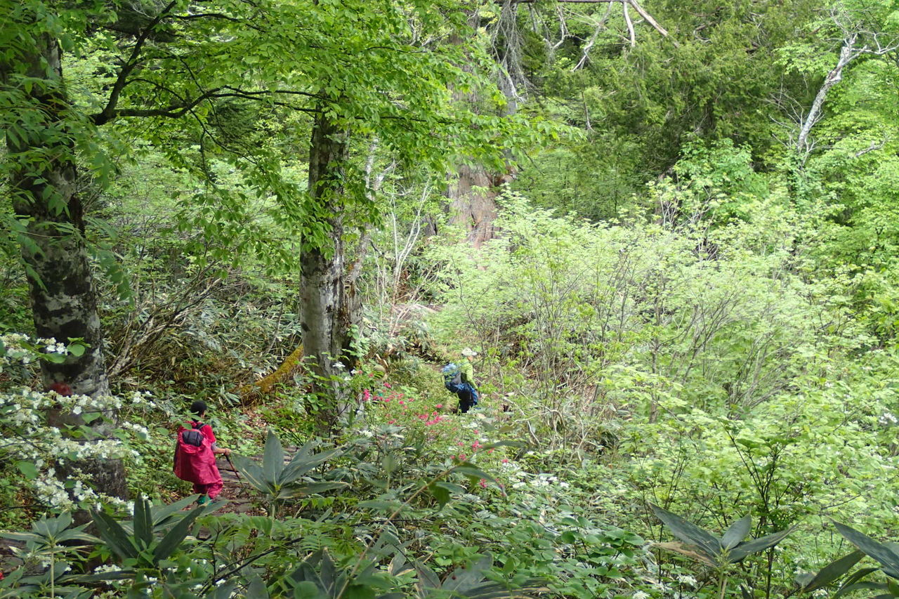尾瀬ヶ原 アヤメ平 尾瀬ヶ原 三条の滝 16 5 30 雨 曇り 5 31 快晴 山梨 山の会