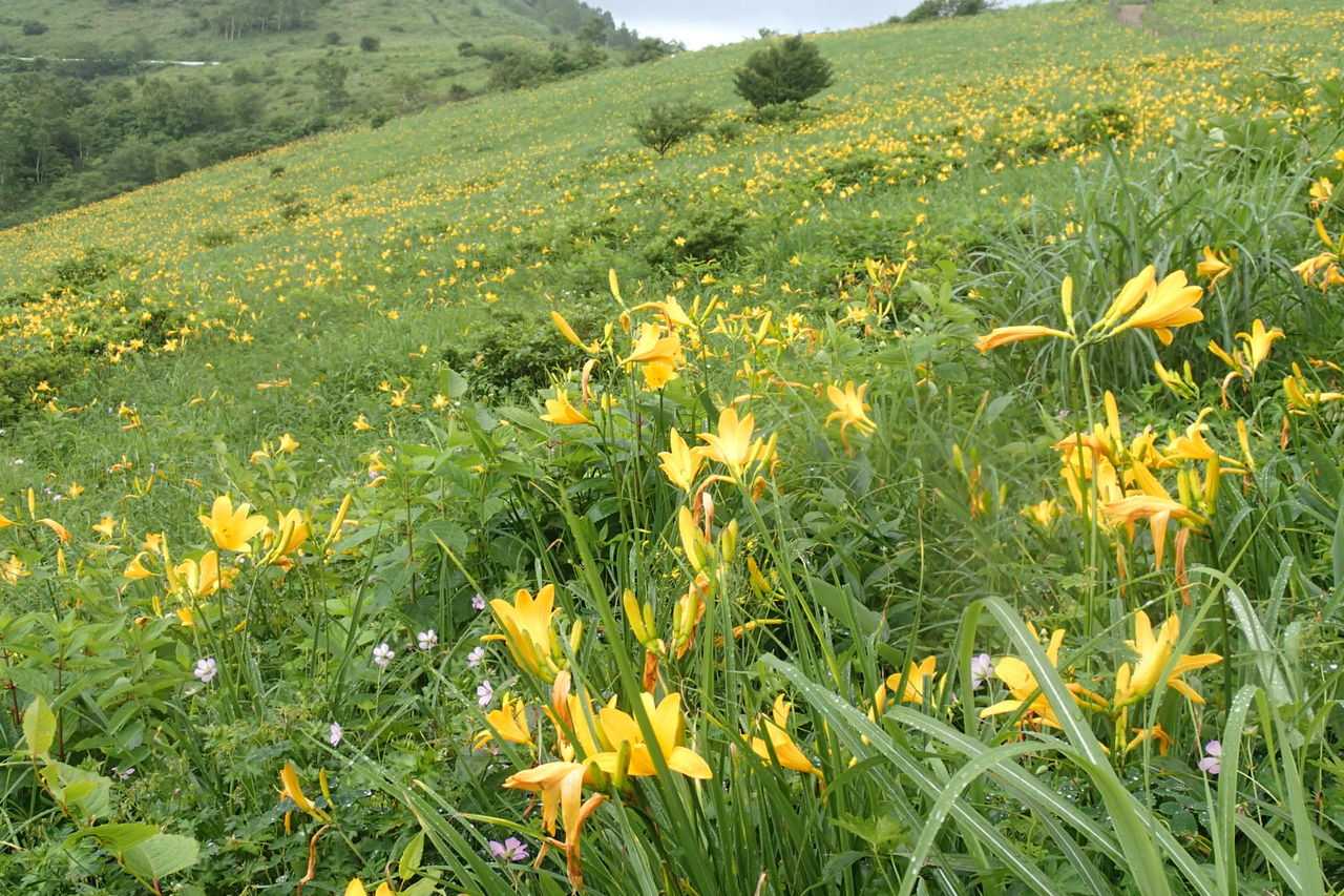 野反湖 エビ山 1744ｍ 三壁山 1930ｍ カモシカ平 7月25 26日 曇りのち雨 曇り 山梨 山の会