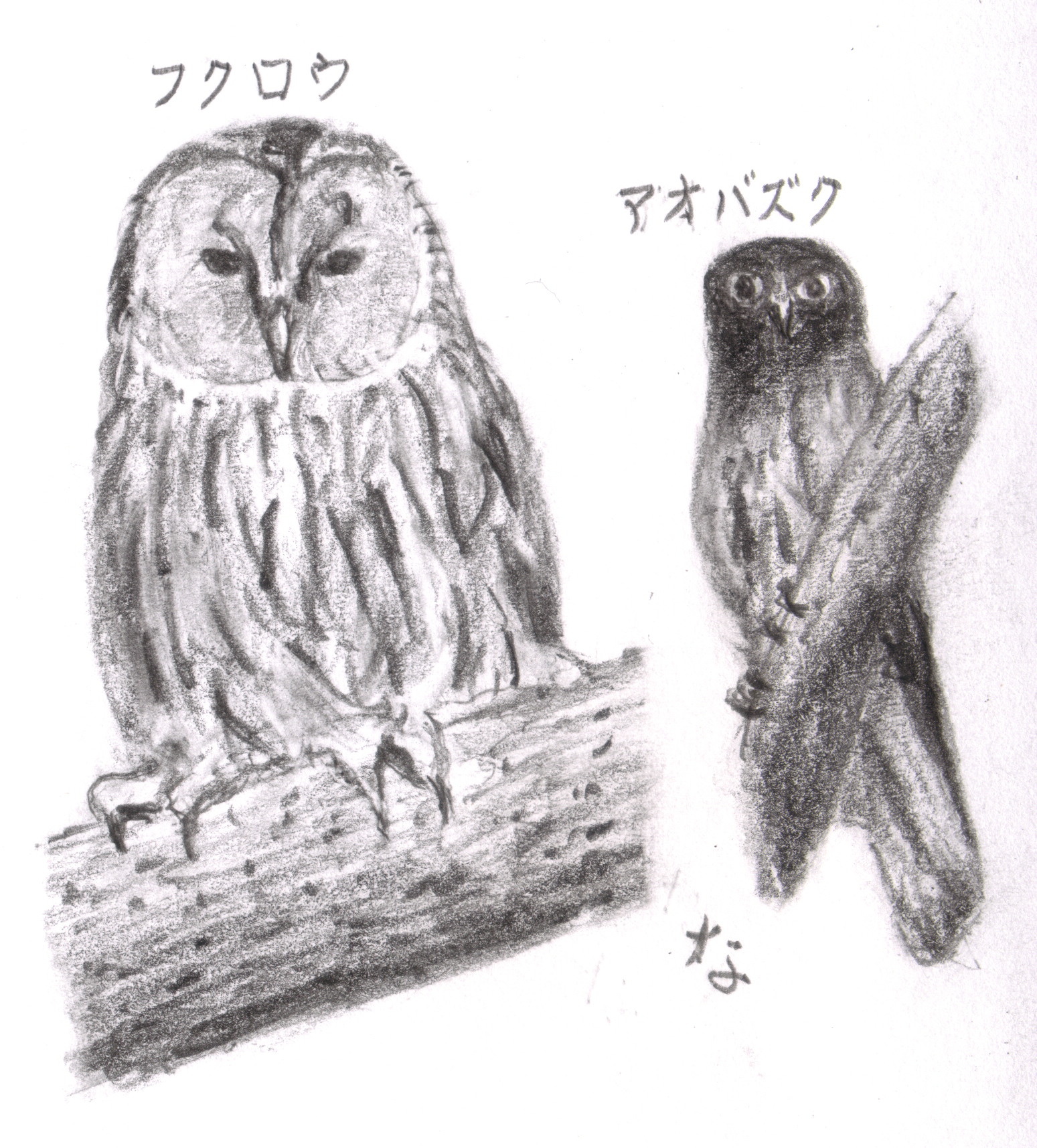 フクロウ フクロウ目 フクロウ科 留鳥 体長５０センチ 山梨 山の会 随想録