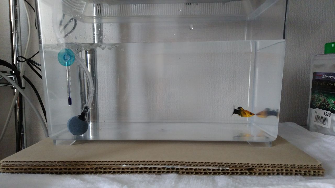 エラ病についての私見と備忘録 初心者の水槽立ち上げ その3 えやまの苦労日記 エラ病についての私見と備忘録 初心者の水槽立ち上げ その3 えやまの苦労日記