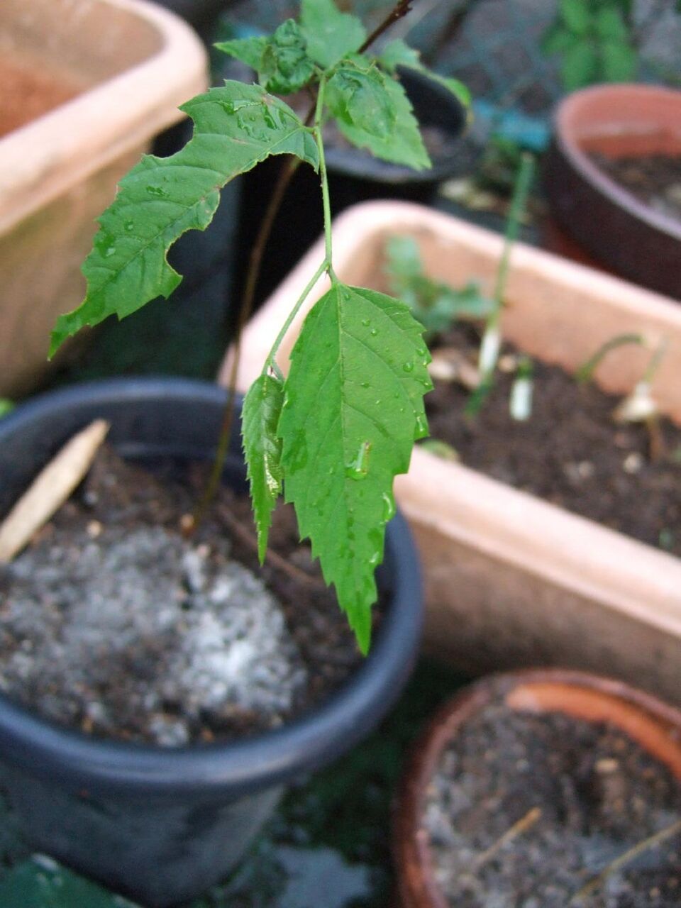 遊んだ記録帳 花と植物