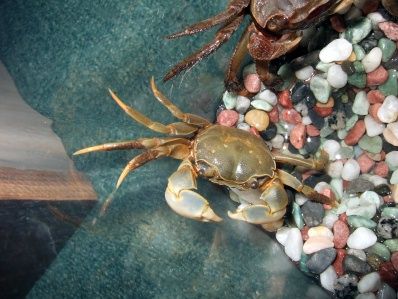 遊んだ記録帳 水槽 クロベンケイガニとアシハラガニの水槽 遊んだ記録帳 水槽 クロベンケイガニとアシハラガニの水槽